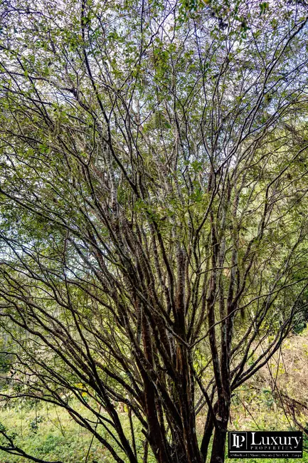 Foto 34 de Sítio / Rancho à venda em Juquitiba - SP
