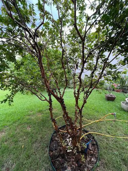 Casa com 2 quartos à venda, 360m2 em Interlagos, Linhares - ES - imagem 2 Foto 2 de Casa com 2 quartos à venda, 360m2 em Interlagos, Linhares - ES