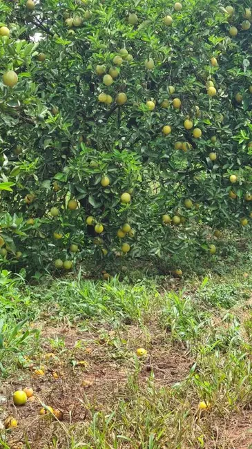 Foto 2 de Fazenda / Haras com 1 quarto à venda em Centro, Tatui - SP