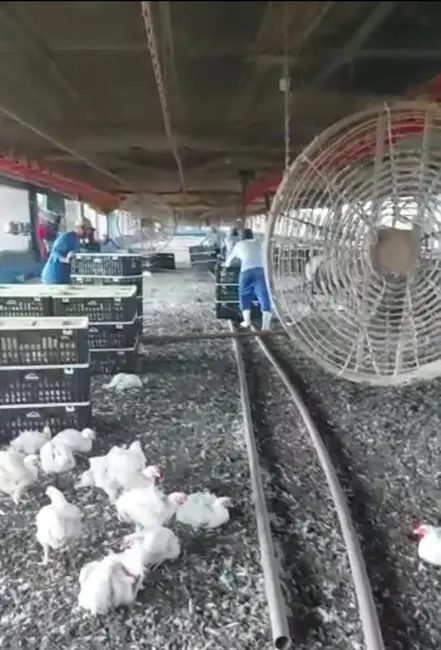 Fazenda / Haras com 2 quartos à venda, 169400m2 em Pilar Do Sul - SP - imagem 4 Foto 4 de Fazenda / Haras com 2 quartos à venda, 169400m2 em Pilar Do Sul - SP