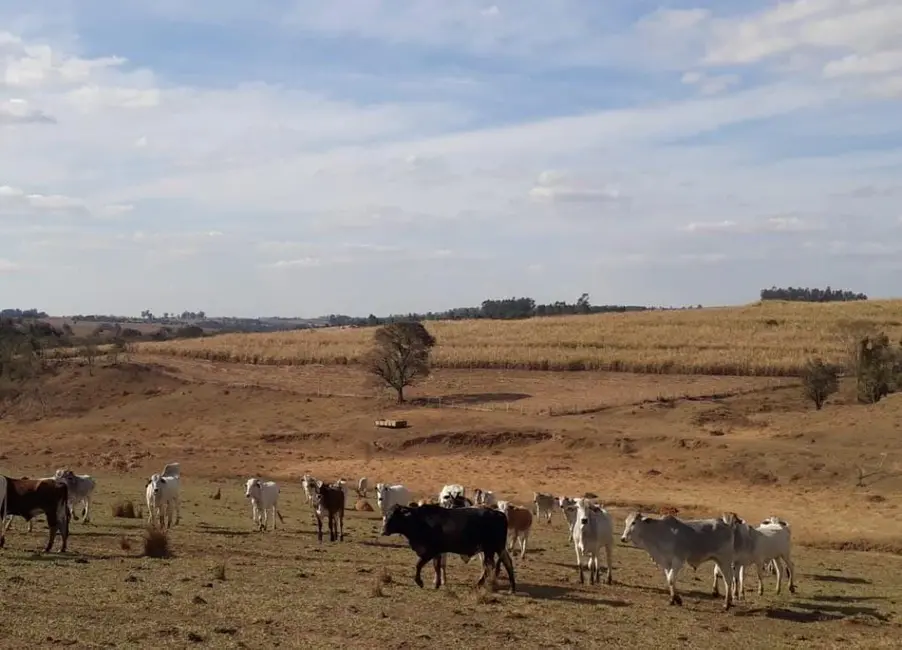 Foto 8 de Fazenda / Haras com 2 quartos à venda, 1972300m2 em Tiete - SP