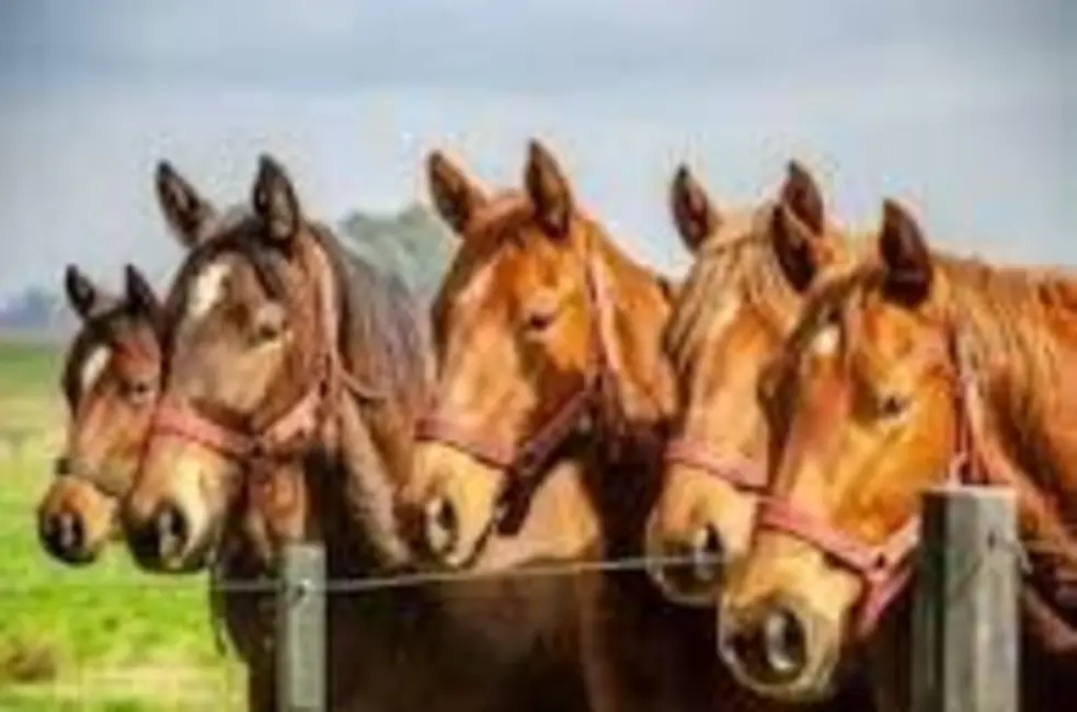Foto 1 de Fazenda / Haras com 4 quartos à venda, 1984400m2 em Centro, Tatui - SP