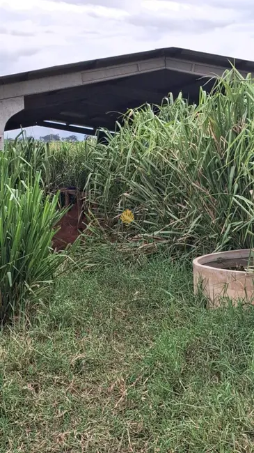 Foto 9 de Chácara com 3 quartos à venda, 217000m2 em Ivate - PR