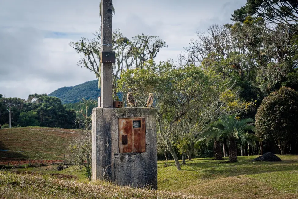 Chácara à venda, 72600m2 em Roça Velha, Sao Jose Dos Pinhais - PR - imagem 7 Foto 7 de Chácara à venda, 72600m2 em Roça Velha, Sao Jose Dos Pinhais - PR