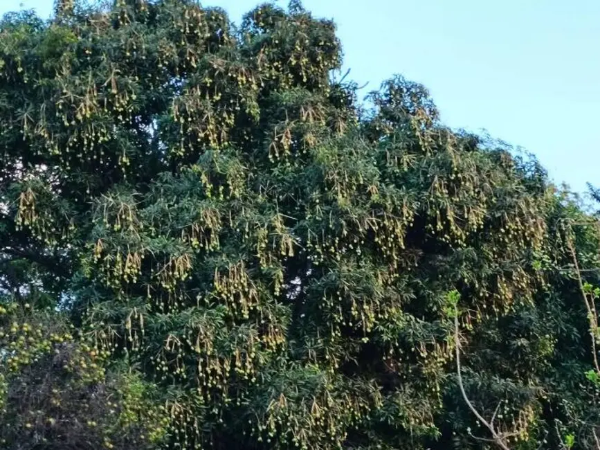 Foto 7 de Sítio / Rancho com 3 quartos à venda, 50000m2 em Centro, Luziania - GO