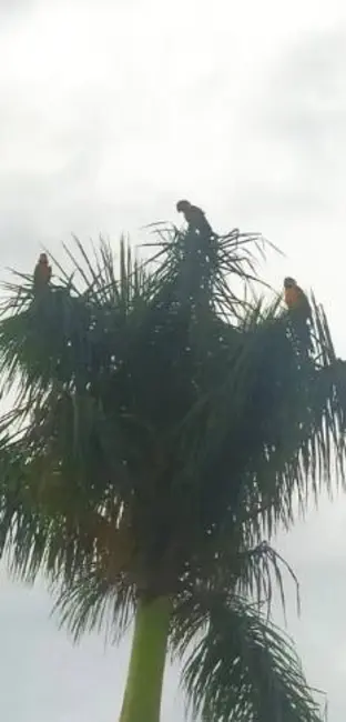 Foto 9 de Sítio / Rancho com 3 quartos à venda, 50000m2 em Centro, Luziania - GO