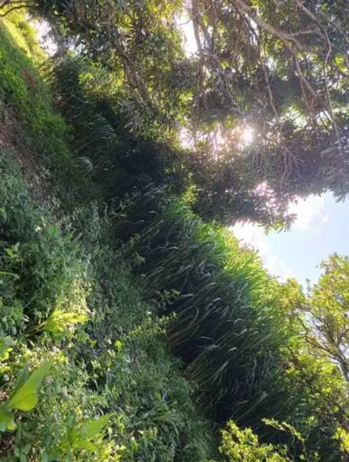 Foto 6 de Sítio / Rancho com 3 quartos à venda, 50000m2 em Centro, Luziania - GO