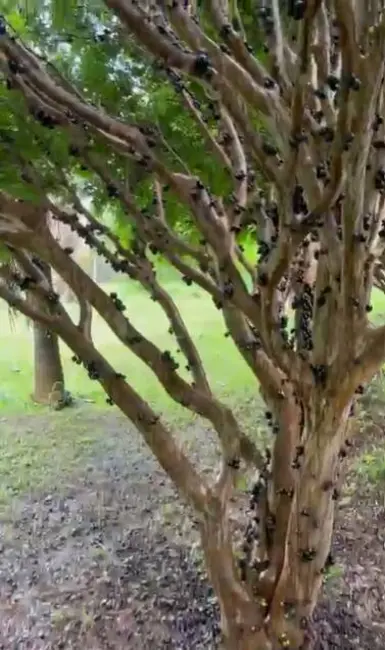 Foto 7 de Chácara com 5 quartos à venda, 11m2 em Aragoiania - GO