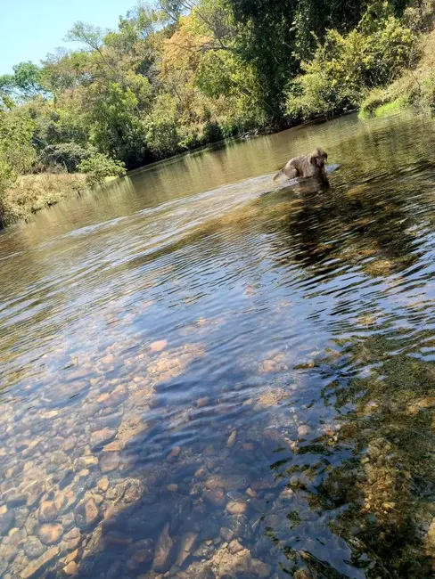 Foto 4 de Fazenda / Haras com 6 quartos à venda, 63m2 em Abadiania - GO