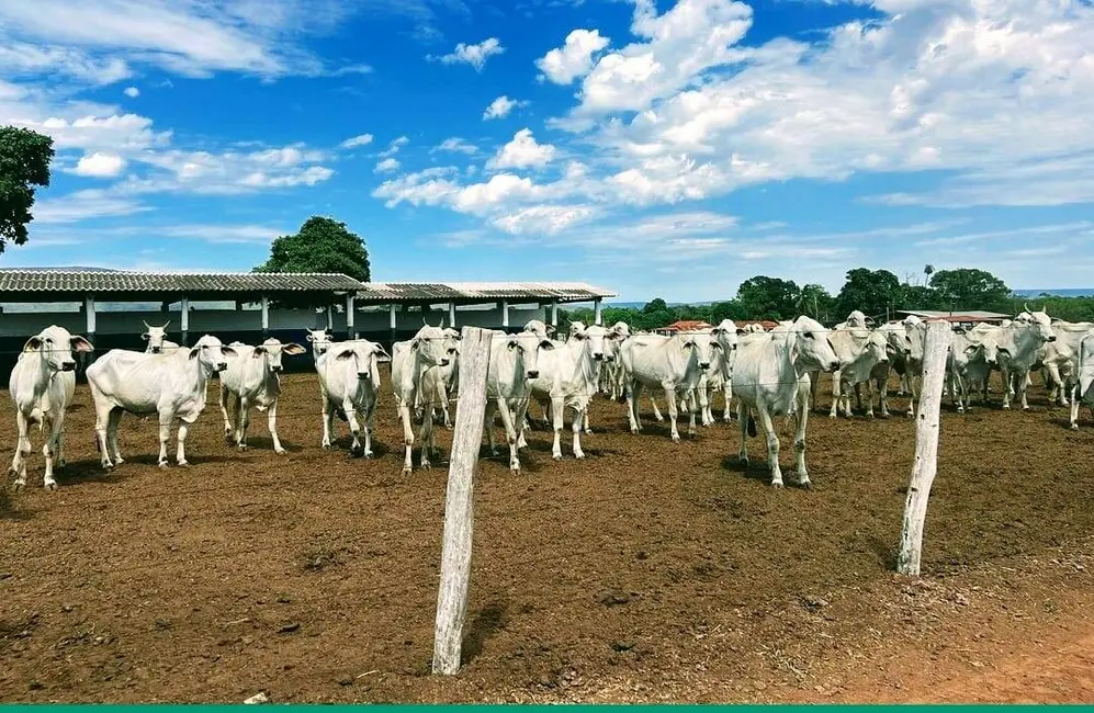 Foto 2 de Fazenda / Haras à venda, 1000m2 em Centro, Formosa - GO