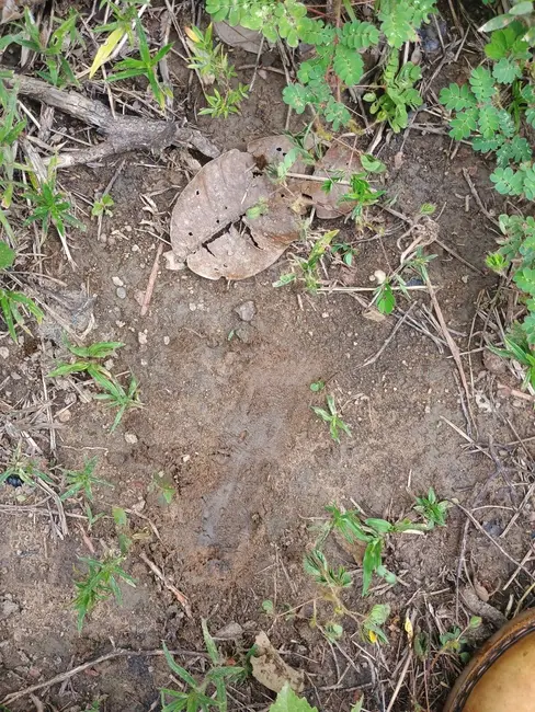 Foto 8 de Fazenda / Haras à venda, 500m2 em Parana - TO