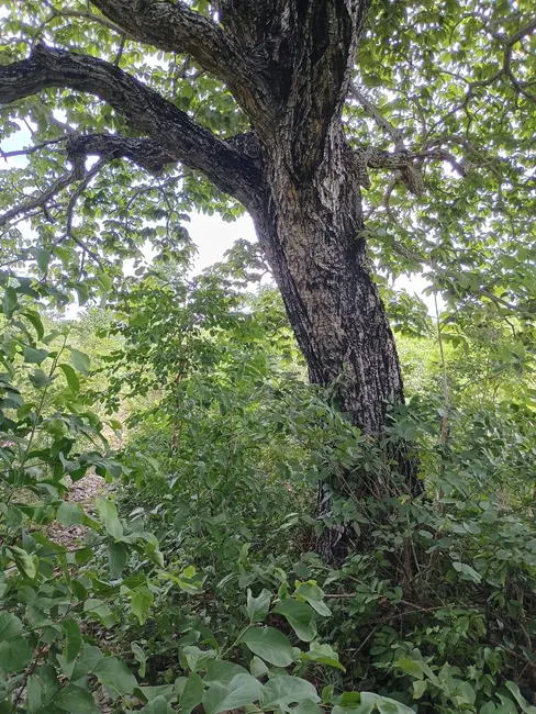 Foto 6 de Fazenda / Haras à venda, 500m2 em Parana - TO