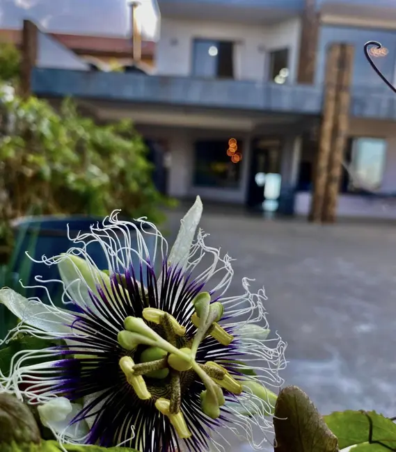 Foto 3 de Fazenda / Haras com 3 quartos à venda, 290m2 em Chácaras Nova Germânia, Campo Limpo Paulista - SP