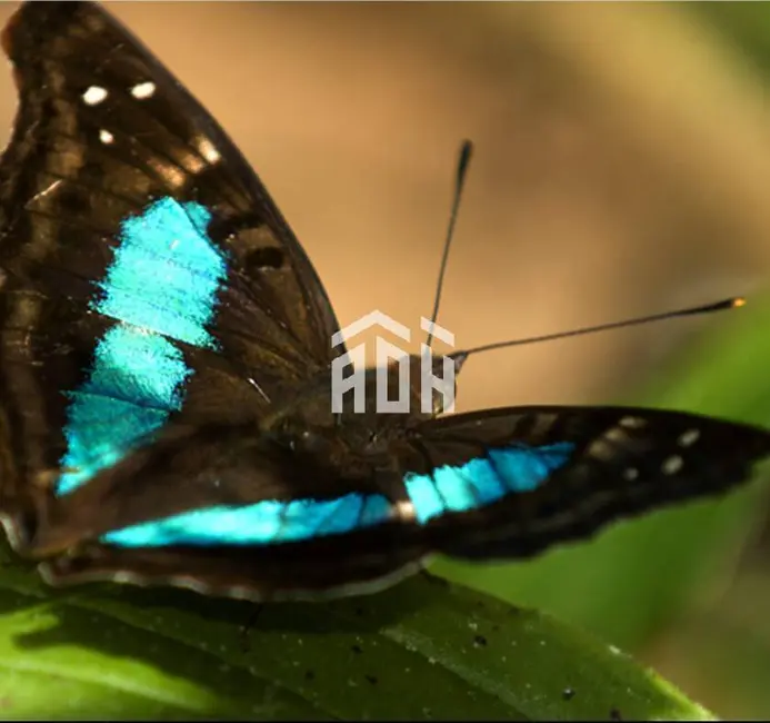 Foto 4 de Terreno / Lote à venda, 420m2 em Alphaville, Santana De Parnaiba - SP