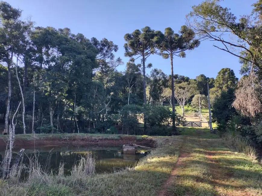 Chácara com 3 quartos à venda, 24200m2 em São Salvador, Cascavel - PR - imagem 4 Foto 4 de Chácara com 3 quartos à venda, 24200m2 em São Salvador, Cascavel - PR