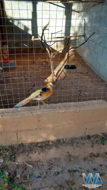 Foto 8 de Casa com 3 quartos à venda, 350m2 em Água Comprida, Braganca Paulista - SP