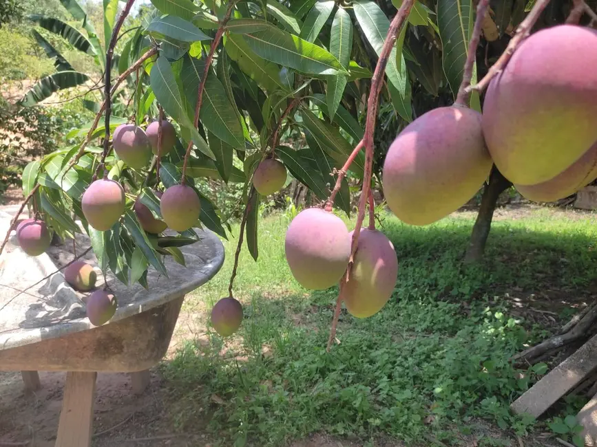 Foto 8 de Chácara com 4 quartos à venda, 2000m2 em Chácaras São Guido, Varzea Paulista - SP