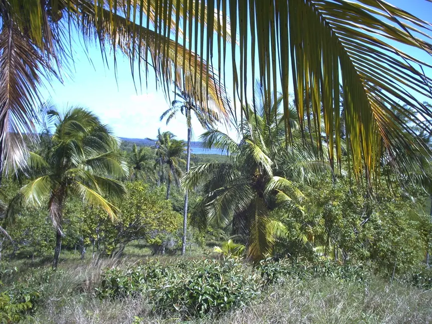 Foto 12 de Terreno / Lote à venda em Marau - BA