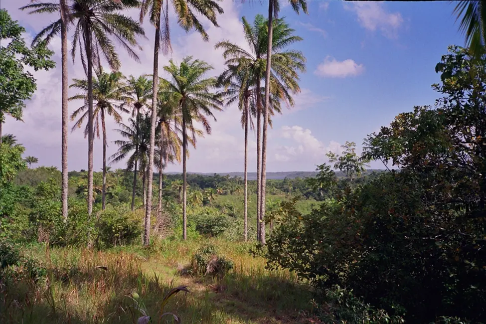 Foto 11 de Terreno / Lote à venda em Marau - BA