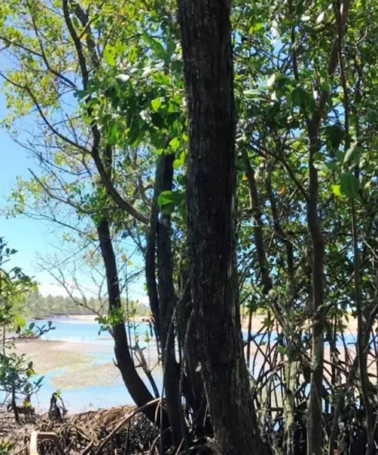 Foto 9 de Terreno / Lote à venda, 6506m2 em Marau - BA