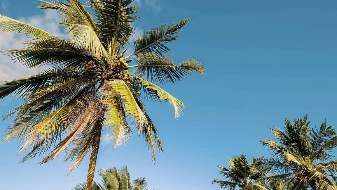 Foto 31 de Casa à venda em Marau - BA