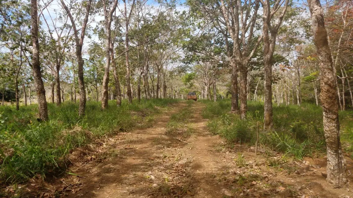 Foto 4 de Terreno / Lote à venda, 10000m2 em Marau - BA