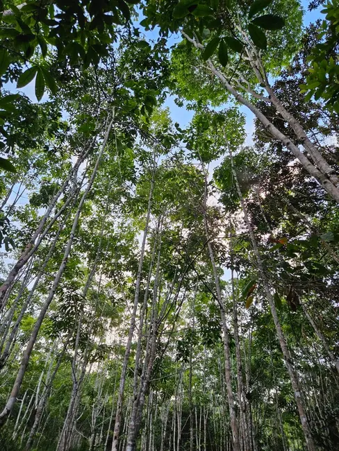 Foto 6 de Terreno / Lote à venda, 10000m2 em Marau - BA