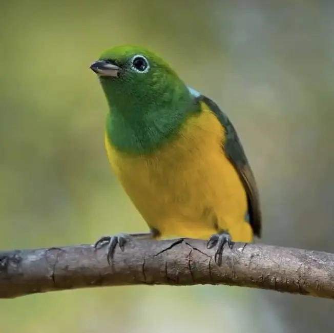 Foto 5 de Sítio / Rancho à venda em Urucuca - BA