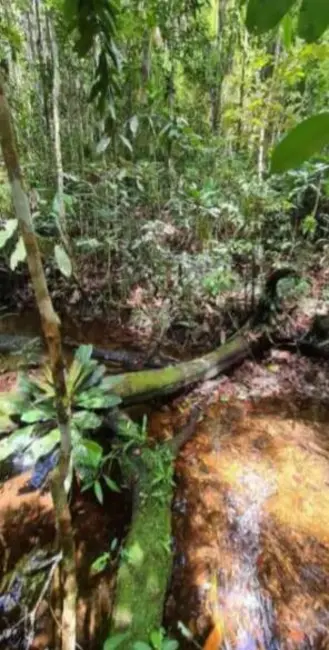 Foto 10 de Sítio / Rancho à venda em Urucuca - BA