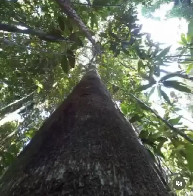 Foto 4 de Sítio / Rancho à venda em Urucuca - BA