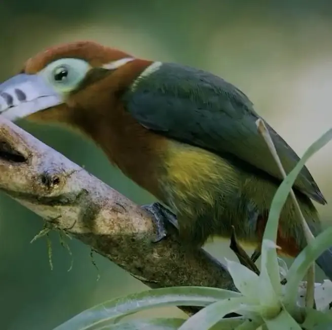 Foto 8 de Sítio / Rancho à venda em Urucuca - BA