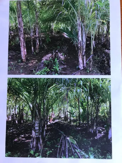 Foto 5 de Fazenda / Haras à venda, 670000m2 em Itacare - BA