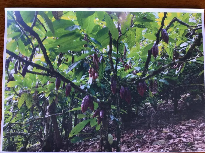 Foto 6 de Fazenda / Haras à venda, 670000m2 em Itacare - BA