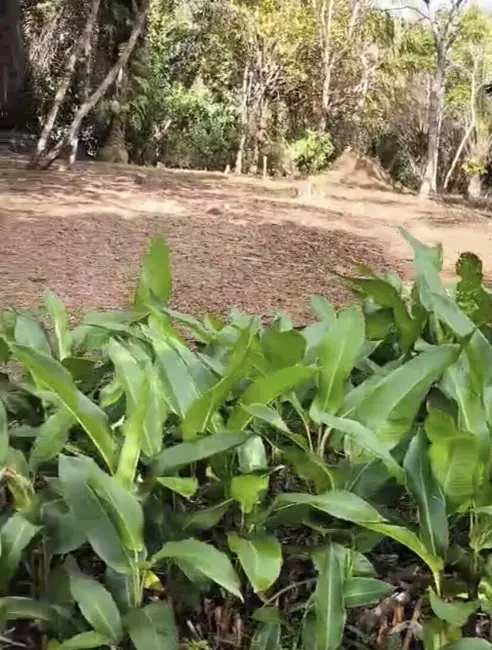 Foto 6 de Terreno / Lote à venda, 30000m2 em Urucuca - BA