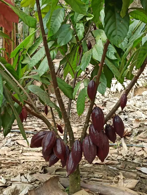 Foto 3 de Fazenda / Haras à venda, 222m2 em Marau - BA