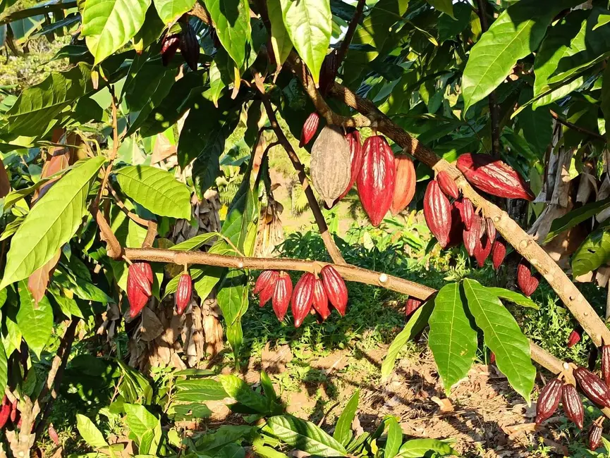 Foto 5 de Fazenda / Haras à venda, 222m2 em Marau - BA