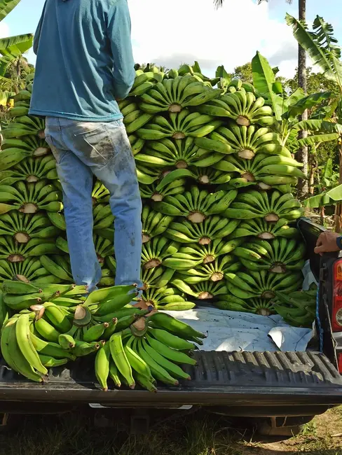 Foto 9 de Fazenda / Haras à venda, 222m2 em Marau - BA
