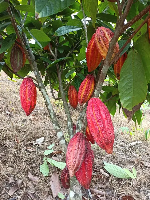 Foto 1 de Fazenda / Haras à venda, 222m2 em Marau - BA