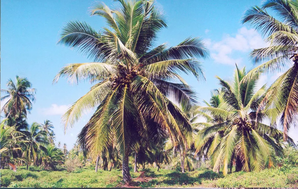 Foto 6 de Terreno / Lote à venda, 70m2 em Conde - BA