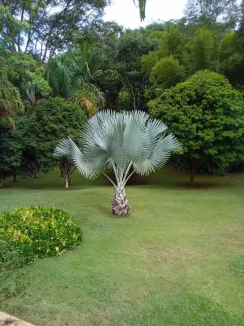 Foto 8 de Sítio / Rancho com 3 quartos à venda em Itabira - MG