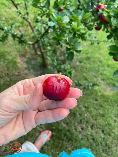 Foto 3 de Casa de Condomínio com 4 quartos à venda, 400m2 em Centro, Tremembe - SP