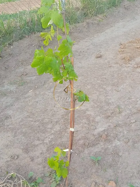 Foto 26 de Chácara à venda, 1730m2 em Chácara Itapoã, Jacarei - SP