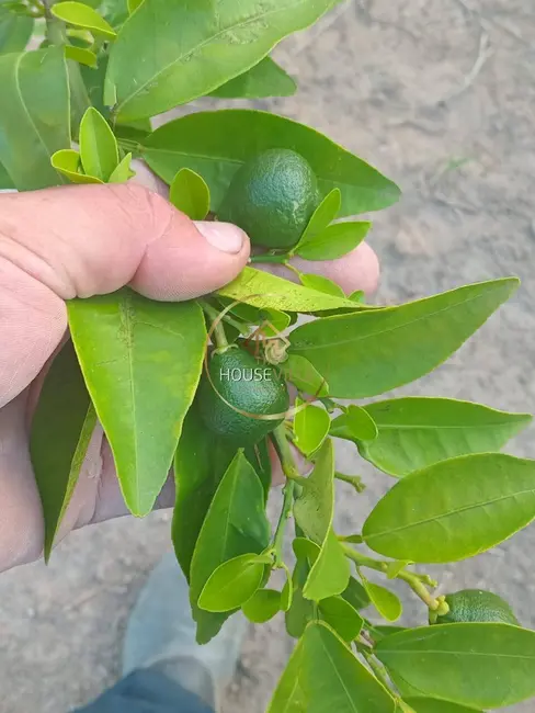 Foto 10 de Chácara à venda, 1730m2 em Chácara Itapoã, Jacarei - SP