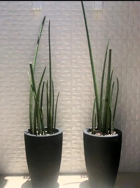 Casa com 3 quartos à venda, 250m2 em Aparecida - SP - imagem 6 Foto 6 de Casa com 3 quartos à venda, 250m2 em Aparecida - SP