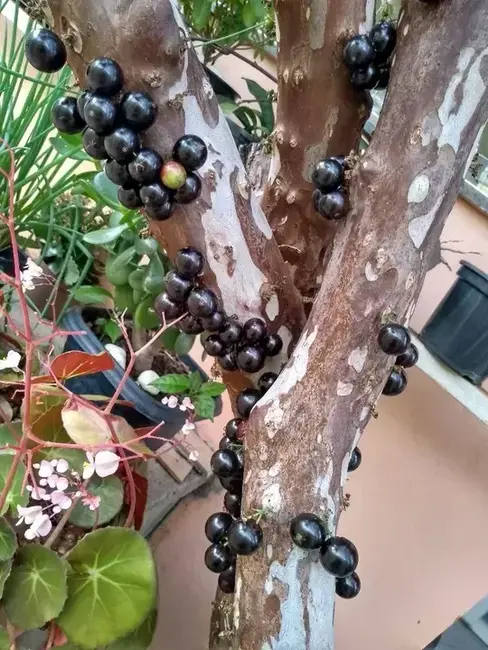 Foto 5 de Casa com 3 quartos à venda, 260m2 em Jardim Bela Vista, Taubate - SP