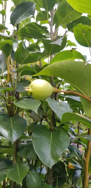 Foto 7 de Sítio / Rancho com 2 quartos à venda, 238600m2 em Silveiras - SP