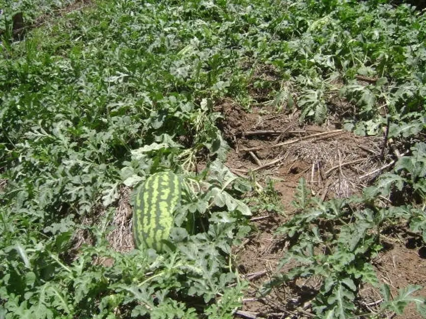 Foto 8 de Sítio / Rancho com 2 quartos à venda, 238600m2 em Silveiras - SP