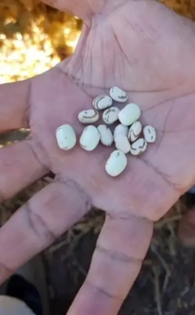 Foto 5 de Sítio / Rancho com 2 quartos à venda, 238600m2 em Silveiras - SP