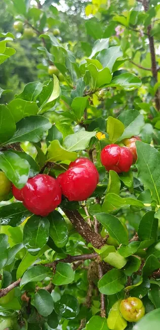 Foto 6 de Sítio / Rancho com 2 quartos à venda, 238600m2 em Silveiras - SP