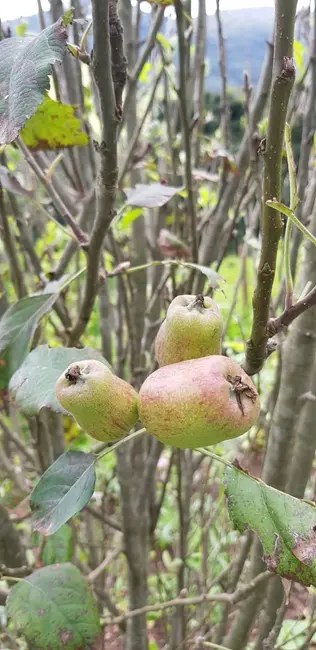 Foto 9 de Sítio / Rancho com 2 quartos à venda, 238600m2 em Silveiras - SP